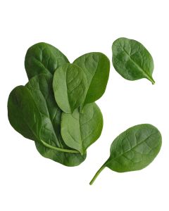 เบบี้สปีแนช Baby Spinach