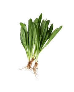 ผักชีฝรั่ง(ใบเลื่อย) Sawtooth Coriander