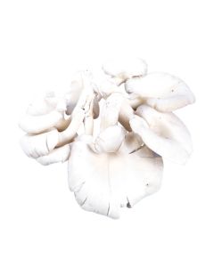 เห็ดนางฟ้า Oyster Mushroom