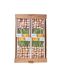 (FR) Baby Turnip (400 g/pack)