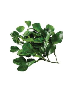 ใบมะกรูด Kaffir Lime Leaves