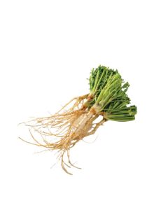 รากผักชี Coriander Root