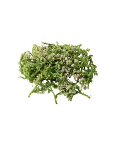 ดอกผักปลัง Basella Alba Flower